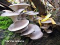 Pleurotus ostreatus-amf1471-1